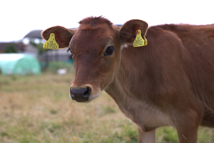 vitello, mucca, azienda agricola, agricoltura, bestiame, prodotti lattiero-caseari