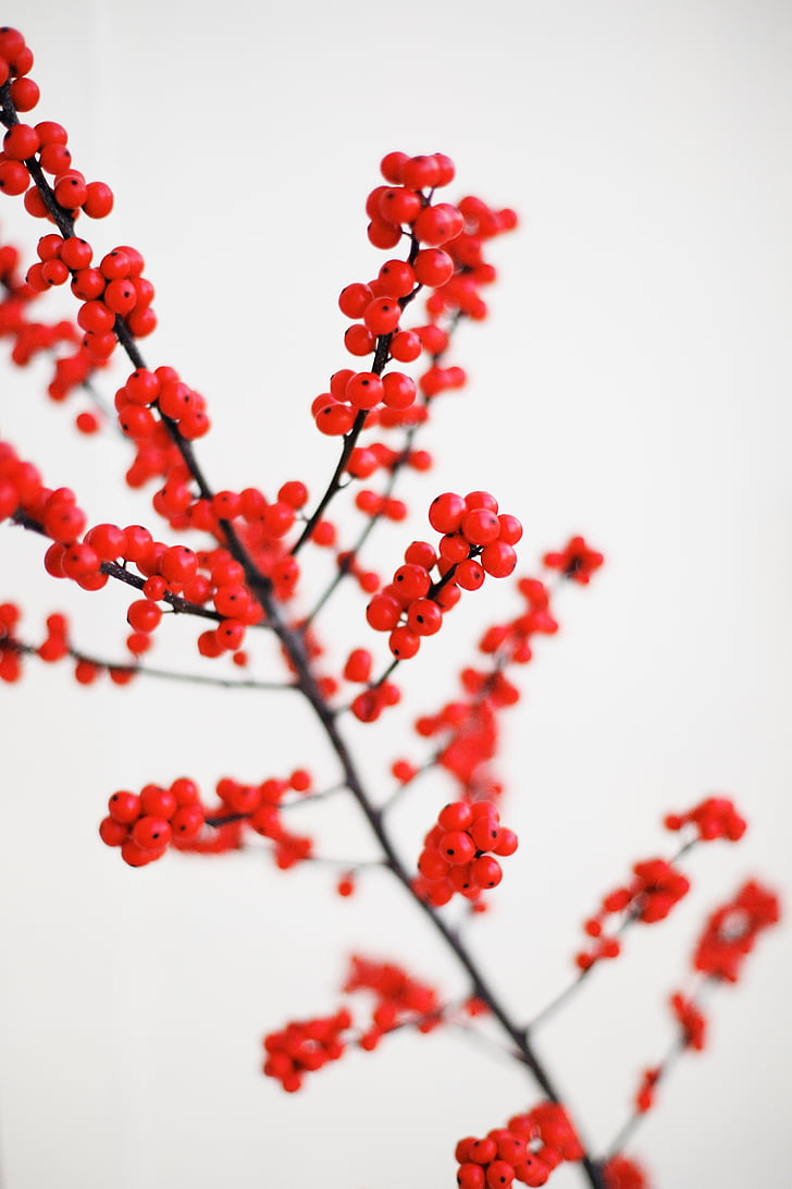 holly, plant, christmas, holiday, branch, red, nature