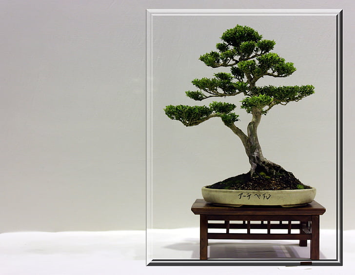 Bonsai, pohon, kecil, bingkai, tumbuh, Jepang, cabang