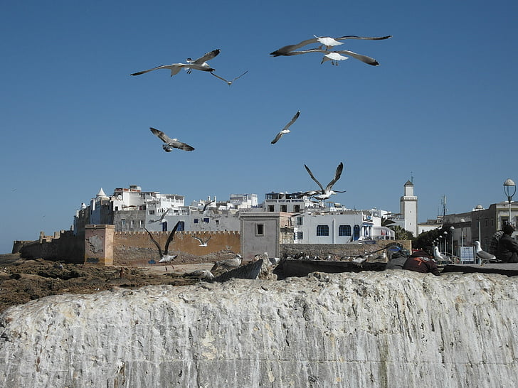Essaouira, Maroc, coasta, Oceanul Atlantic, plajă, pescarusi, rock