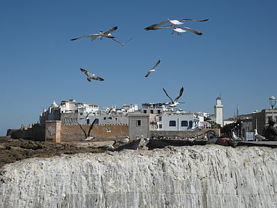 essaouira, morocco, coast, atlantic, beach, gulls, rock