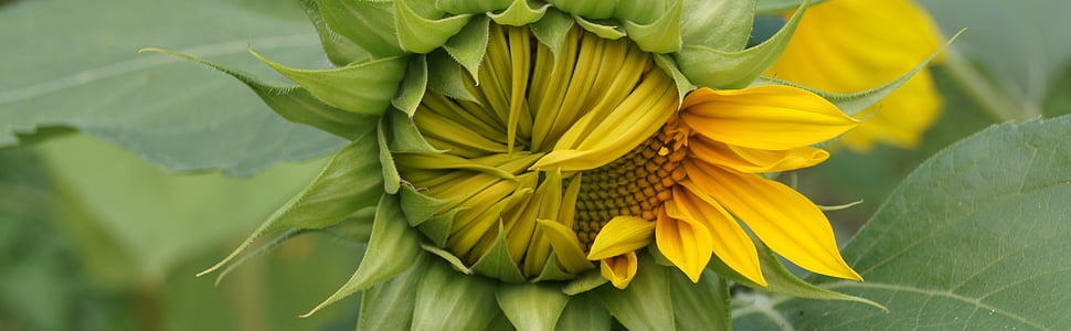 Sun flower, żółty, kwiat, Latem, Natura, kolor zielony, kruchość