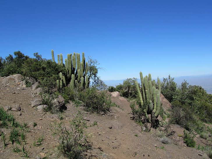 Kaktus, Chile, Andes, sucha, gorąco, błękitne niebo, Piaszczysta