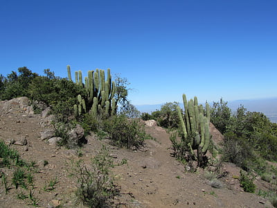 cactus, chile, andes, dry, hot, blue sky, sandy