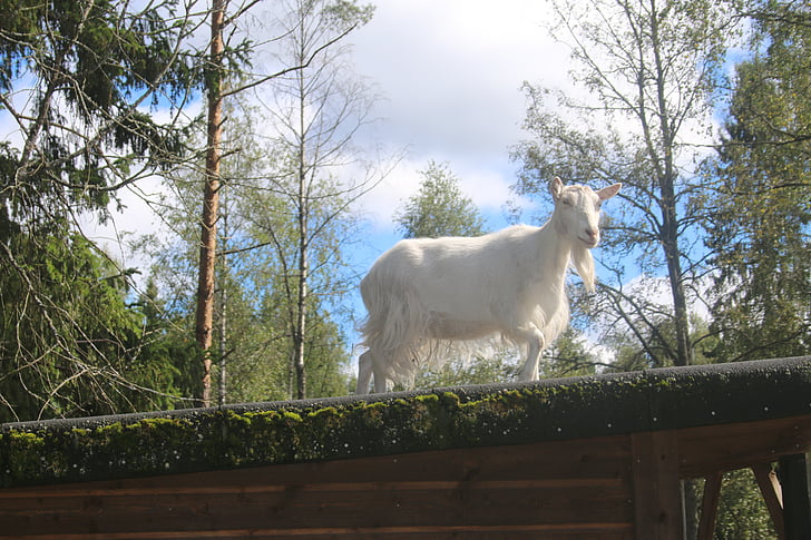goat, summer, white, culture, roof
