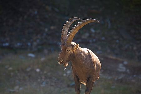 brun, RAM, ged, dyr, dyr, natur, Horn