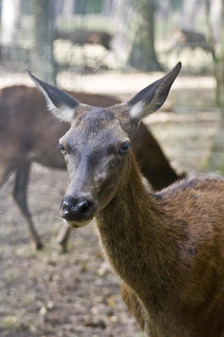 schaust du, Red deer, Doe, Hirsch, Geweih, Herbstwald, Wald