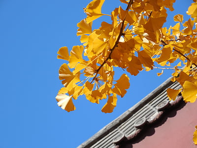 ginkgo, leaves, fall, autumn, golden, yellow, temple