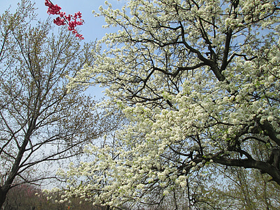 cherry blossom, white, red, park, plant