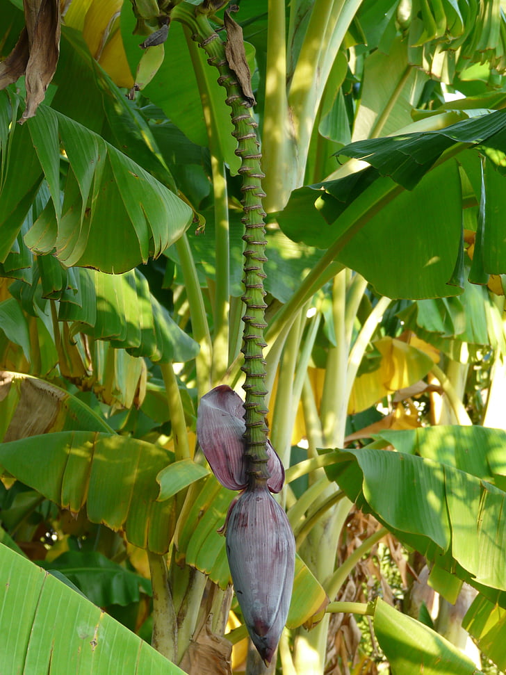 copac banane, banane, arbust de banane, arbust, tulpină, închide, macro
