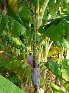 バナナの木, バナナ, バナナの木, 低木, 茎, 閉じる, マクロ