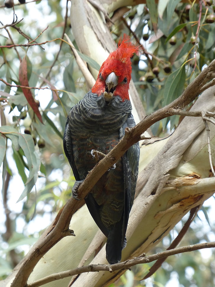 Gang gang Kakadu, papoušek kakadu, Austrálie, Papoušek, Gang gang, pták
