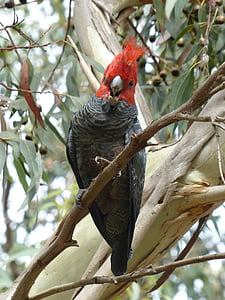 gang gang Kakadu, Kakadu, Austrália, papagáj, gang gang, vták