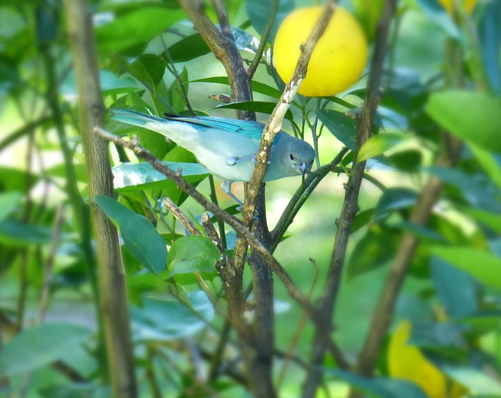 Celestino, fuglen, lyseblå, klamrer seg, gren, blå, hvit