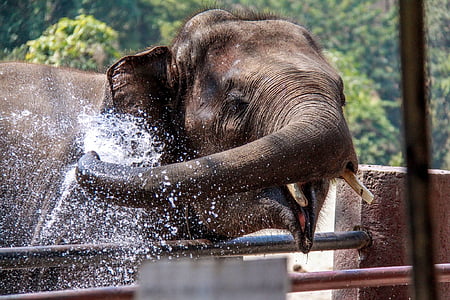Chiangmai, slon, Thajsko, zvierat voľne žijúcich živočíchov, jedno zviera, zvieratá v divočine, zvieracie motívy