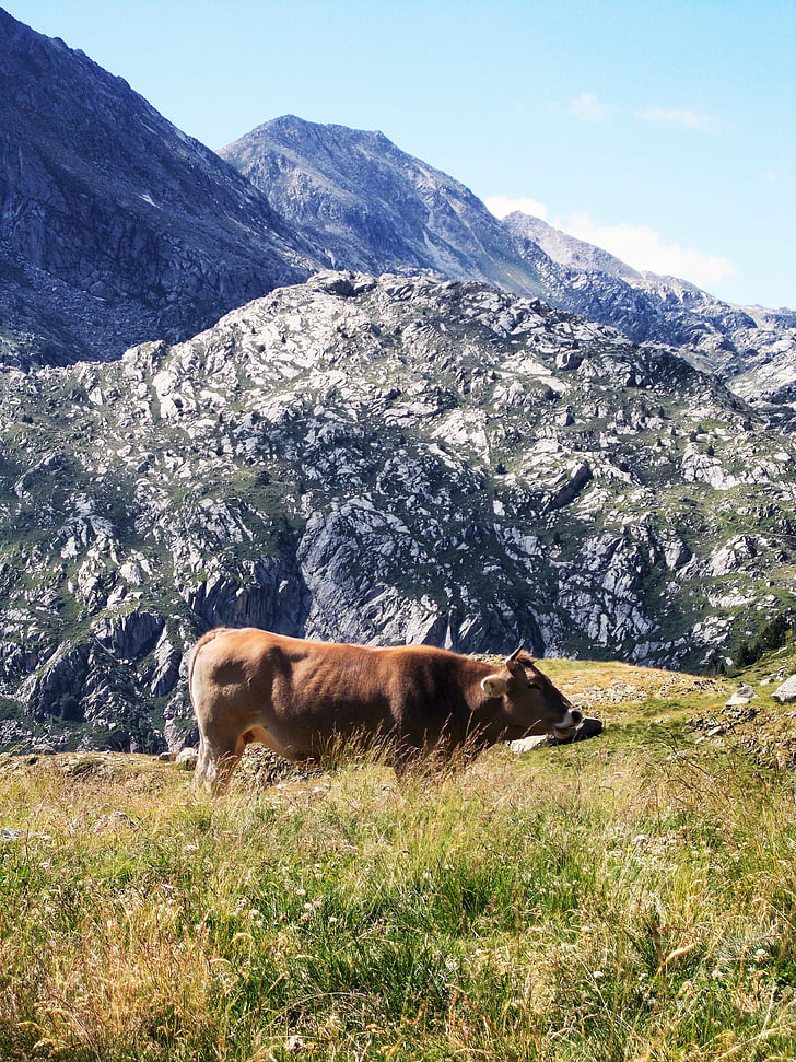 Bull, Cow, brun, stående, Alpin, betesmark, gräs