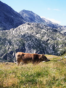 Toro, mucca, marrone, in piedi, alpino, pascolo, erba
