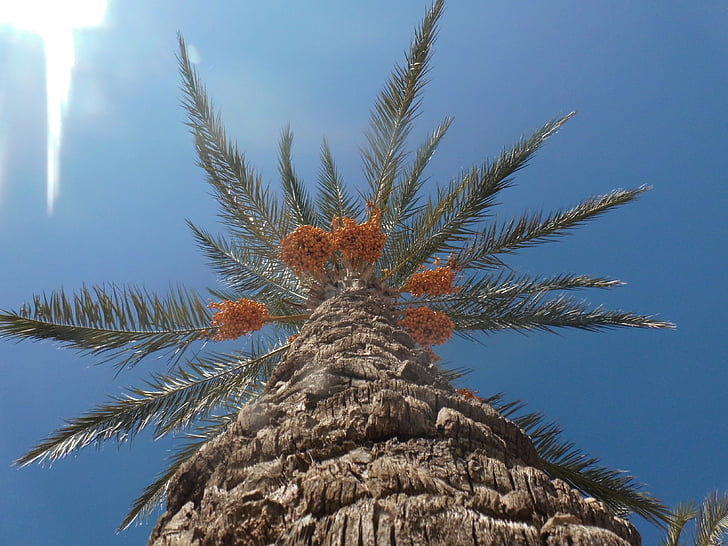 data palmių, Palm, plamenfrucht, Turkija, Turkų, vasaros