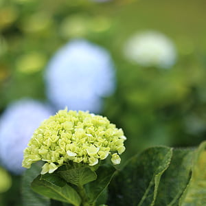 blomst, Dalat, Vietnam, naturlig, hortensia, natur, anlegget