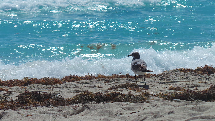 Seagull, mar, Ave, pájaro, volar, mar azul, Playa