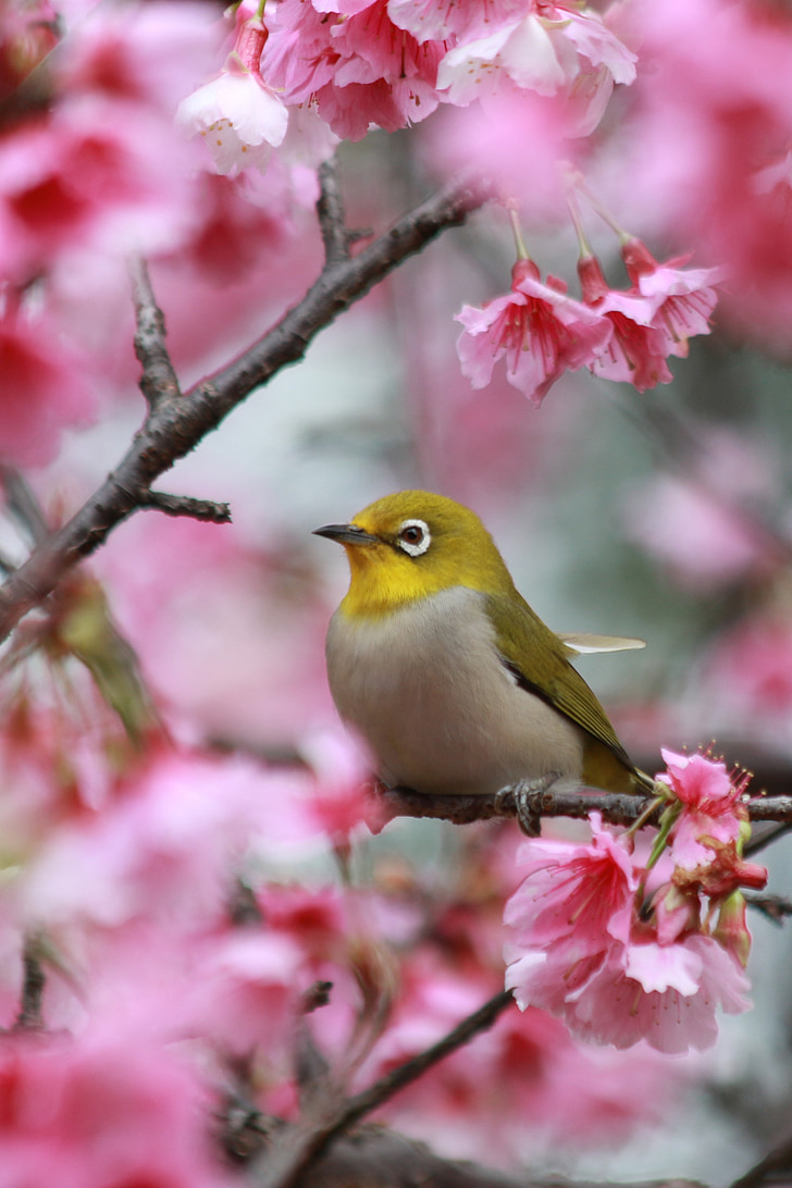gėlės, žydinčios japoniškos sakuros, išsiuvinėti žalios akys