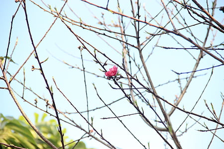 persika zieds, puķe, attēlā