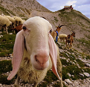 πρόβατα, κοπάδι, ζώο, βουνό, χλόη, πρώτος όροφος, καταφύγιο