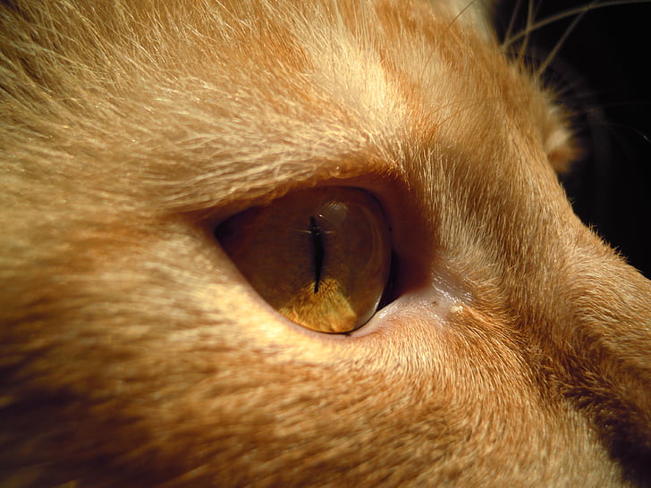 gato, Tomcat, ojo, animal, mascota, mamíferos, macro