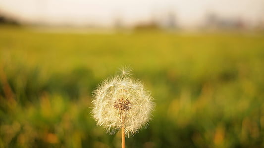 selective, focus, photography, white, dandelion, overlooking, green