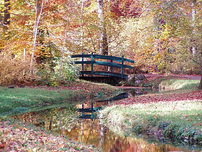 Outono, ponte, floresta, natureza