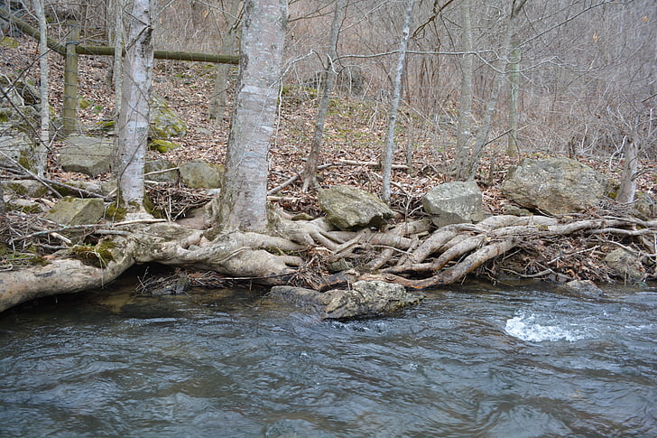 rot, Stream, träd, Bank, vatten, Creek, floden