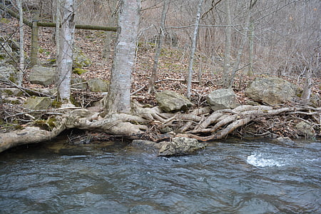 raíz, corriente, árbol, Banco, agua, Creek, Río