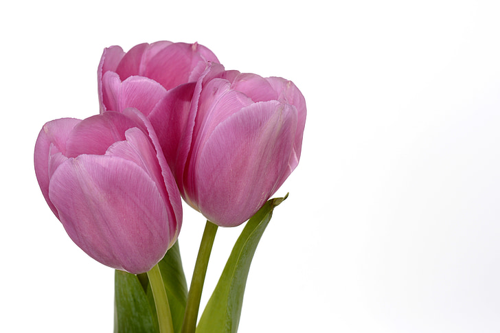 tulipas, flores, folhas, Primavera, fechar, natureza, flores da Primavera