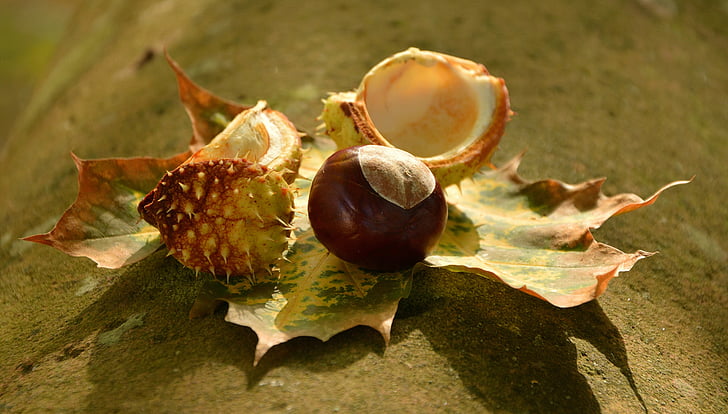 chestnut, musim gugur, Golden Oktober, daun, memacu, Shell, daun musim gugur