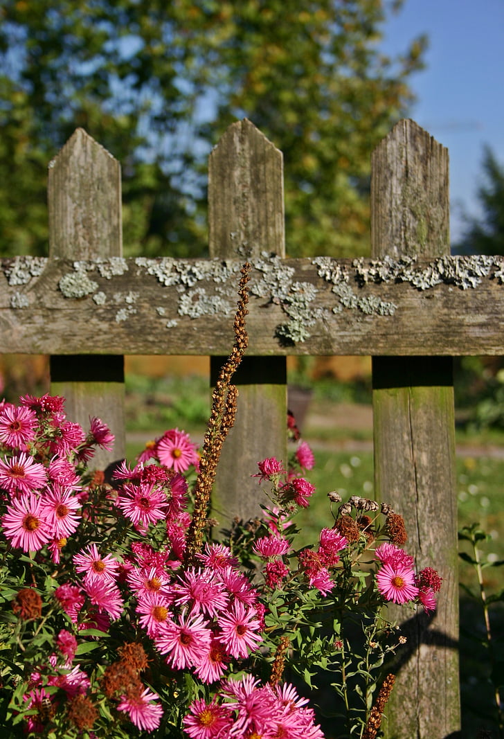 kerti kerítés, kerítés, Aster, őszi virág, herbstaster, virág, Bloom