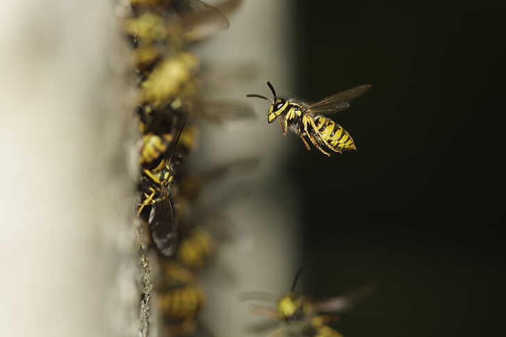 la ruche, composé, aile, sonde, jaune, rayé, insecte