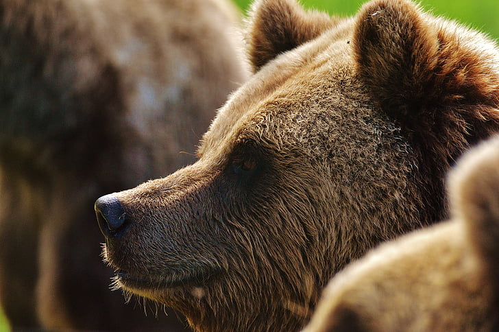 Brauner Bär, die Welt der Tiere, wildes Tier, Zoo, Wildpark poing, ein Tier, Tierthema