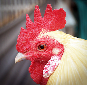 pollo, gallina, Blanco, en vivo, aves de corral, animal, Closeup
