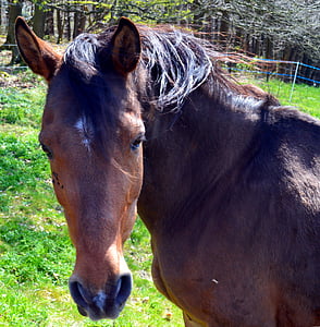 hest, Equus caballus, hovdyr, manke, yndefulde, natur, væsen