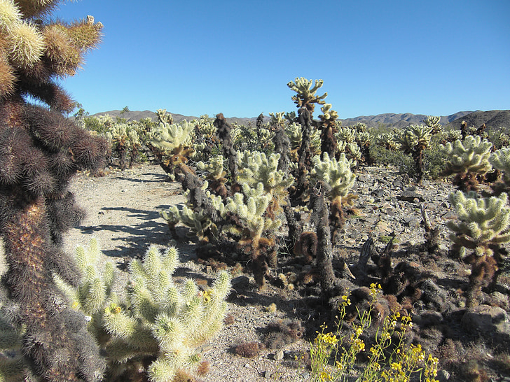 kaktusu Cholla, Kalifornie, Příroda, krajina, kaktus, poušť, Mohavská poušť