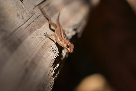 Gecko, lucertola, rettile, natura, fauna selvatica, rosso, Salamandra