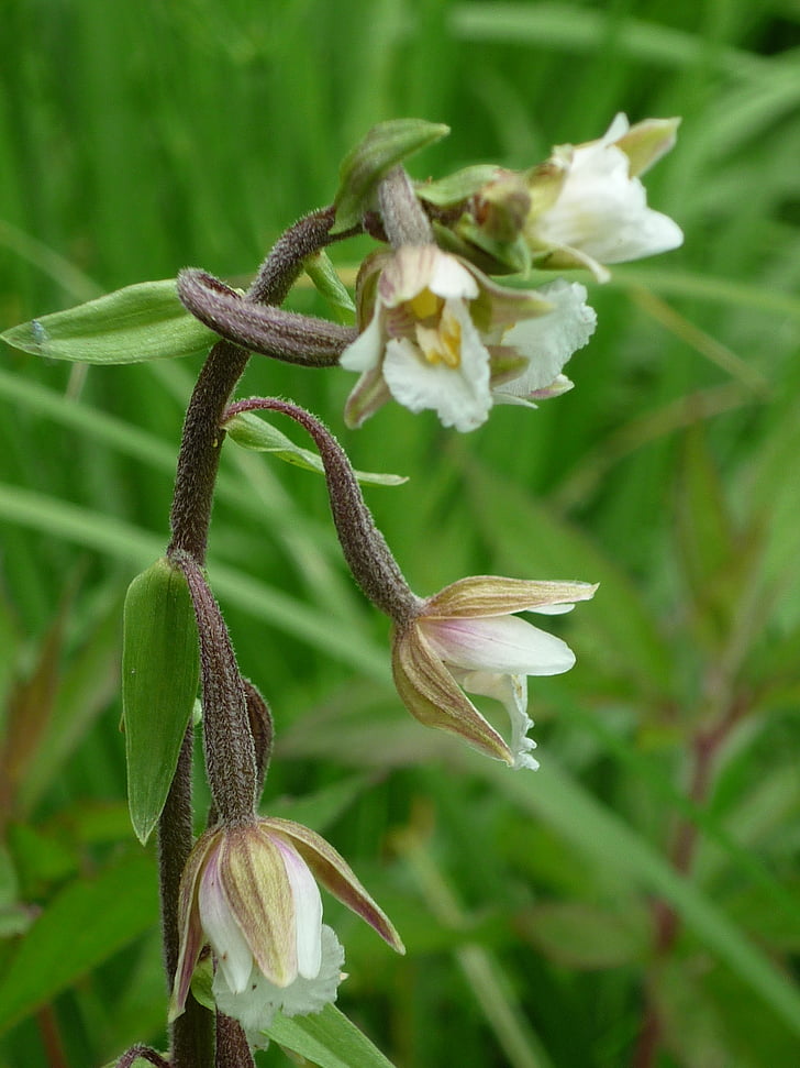 moeras wespenorchis, Duits orchidee, bronnen-moor, Marsh plant, zomer, natuur, plant