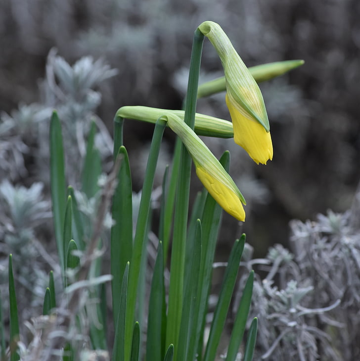 Blume, Ostern-Blume, Narcis, Frühling, gelb, Natur, grüne Farbe