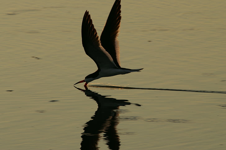 bird, flying, water, skimmer, black, silhouette, sunset