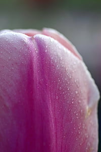 квітка, пелюстки, Tulip, фіолетовий, макрос, роса, краплі