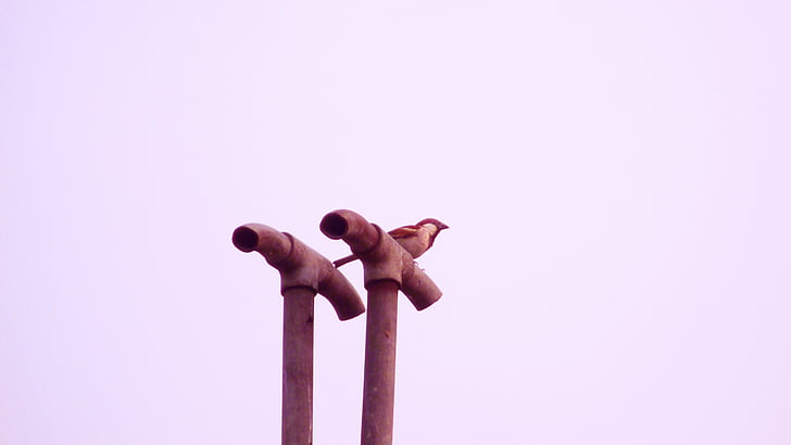 Sparrow, burung, India, kecil, kecil, kecil, langka
