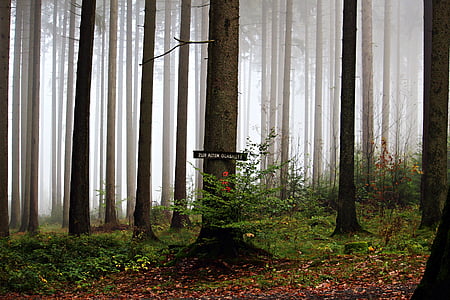 foresta, distanza, percorso di foresta, Vetreria, alberi, autunno, sentiero