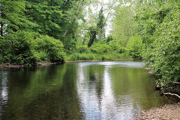 Lazy river, fred, vatten, naturen, reflektion, skogen, träd