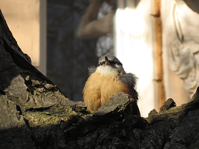 Songbird, νεαρό πουλί, precocial, άπειρος, πράσινο, περίεργος, πουλί