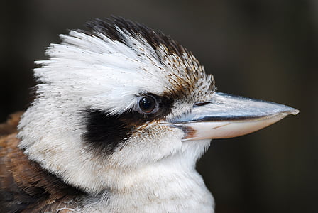 Kookaburra, oiseau, Australie, nature, faune, Martin-pêcheur, blanc